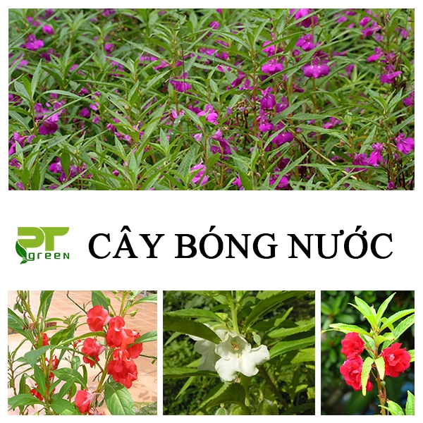 Cây Bóng Nước | Loài cây bụi thích hợp trồng sân vườn 